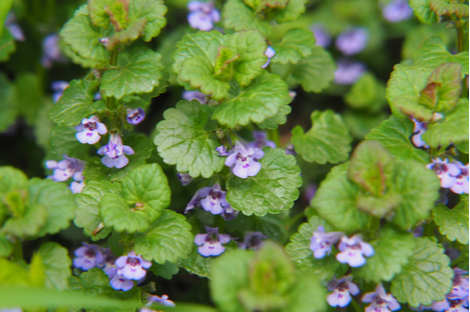 Variété de lierre terrestre présent dans la pelouse