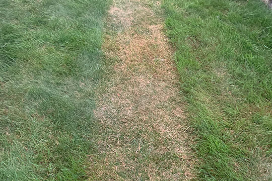 Résultat de la tonte à 2 cm durant la canicule