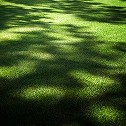 Pelouse ombragée par les arbres