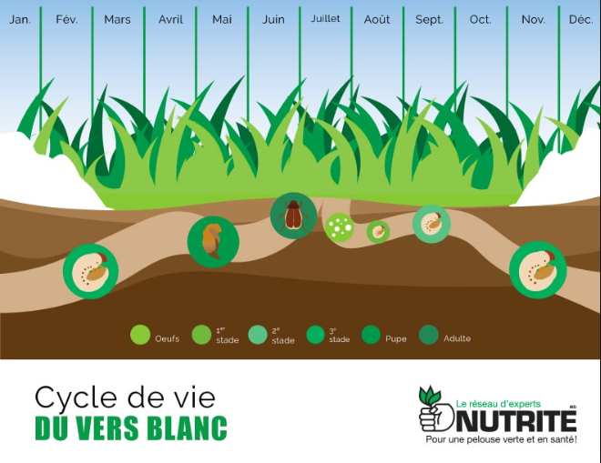 Cycle d'évolution par mois des vers blancs