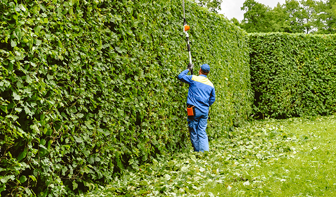 Homme taillant des haies de cèdres