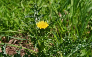 Variété d'oxalide présent dans la pelouse