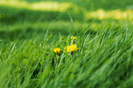 Variété de pissenlits présent dans la pelouse