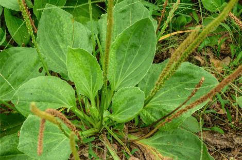 Variété de plantain majeur présent dans la pelouse